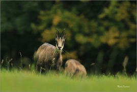 <p>KAMZÍK HORSKÝ (Rupicapra rupicapra) Lužické hory, pod Studencem ---- /Chamois - Gämse/</p>