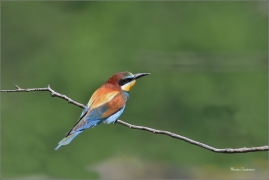 <p>VLHA PESTRÁ (Merops apiaster) jižní Morava ----- /European bee-eater - Bienenfresser/</p>