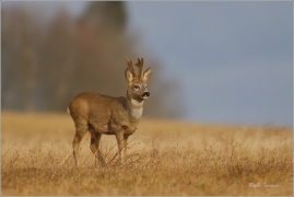 <p>SRNEC OBECNÝ (Capreolus capreolus) Šluknovsko - Jiříkov --- /European roe deer - Reh/</p>
