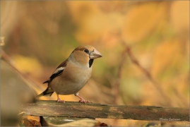<p>DLASK TLUSTOZOBÝ (Coccothraustes coccothraustes) Šluknovsko - Jiříkov ---- /Hawfinch - Kernbeißer/</p>