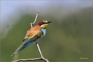 <p>VLHA PESTRÁ (Merops apiaster) jižní Morava ----- /European bee-eater - Bienenfresser/</p>