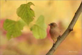 <p>PĚNKAVA OBECNÁ - sameček (Fringilla coelebs) ---- /Chaffinch - Buchfink/</p>