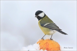 <p>SÝKORA KOŇADRA (Parus major) ------- /Great tit - Kohlmeise/</p>