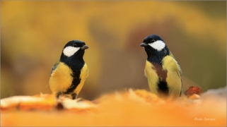 <p>SÝKORA KOŇADRA (Parus major) ------- /Great tit - Kohlmeise/</p>