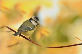 <p>SÝKORA MODŘINKA (Cyanistes caeruleus) ---- /Eurasian blue tit - Blaumeise/</p>