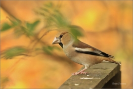 <p>DLASK TLUSTOZOBÝ (Coccothraustes coccothraustes) Šluknovsko - Jiříkov ---- /Hawfinch - Kernbeißer/</p>
