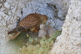 <p>POŠTOLKA OBECNÁ (Falco tinnunculus) jižní Morava ---- /Common kestrel - Turmfalke/</p>
