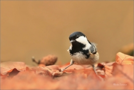 <p>SÝKORA UHELNÍČEK (Periparus ater) ---- /Coal tit - Tannenmeise/</p>