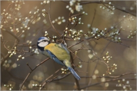 <p>SÝKORA MODŘINKA (Cyanistes caeruleus) ---- /Eurasian blue tit - Blaumeise/</p>