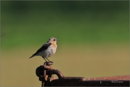 <p>BĚLOŘIT ŠEDÝ (Oenanthe oenanthe) - dolní Rakousko ---- /Northern wheatear - Steinnschmätzer/</p>