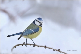 <p>SÝKORA MODŘINKA (Cyanistes caeruleus) ---- /Eurasian blue tit - Blaumeise/</p>