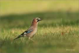 <p>SOJKA OBECNÁ (Garrulus glandarius) ---- /Eurasian jay - Eichelhäher/</p>