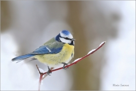 <p>SÝKORA MODŘINKA (Cyanistes caeruleus) ---- /Eurasian blue tit - Blaumeise/</p>