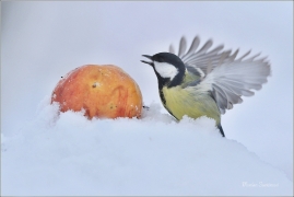 <p>SÝKORA KOŇADRA (Parus major) ------- /Great tit - Kohlmeise/</p>