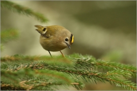 <p>KRÁLÍČEK OBECNÝ (Regulus regulus) M. Boleslav /Goldcrest - Wintergoldhähnchen/</p>