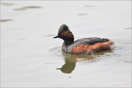 <p>POTÁPKA ČERNOKRKÁ (Podiceps nigricollis) střední Čechy /Black-necked-grebe – Schwarzhalstaucher/</p>