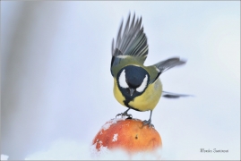 <p>SÝKORA KOŇADRA (Parus major) ------- /Great tit - Kohlmeise/</p>