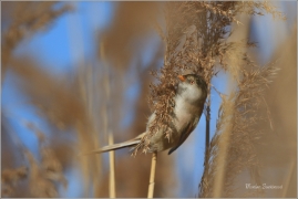 <p>SÝKOŘICE VOUSATÁ ((Panurus biarmicus) - jezero Milada ---- /Bearded reedling - Bartmeise)</p>