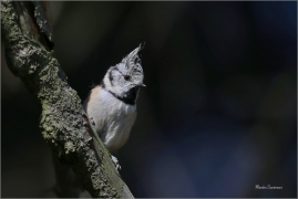 <p>SÝKORA PARUKÁŘKA - Šluknovsko - Harta (Lophophanes cristatus) ---- /Crested tit - Haubenmeise/</p>