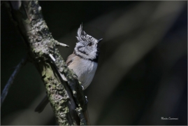 <p>SÝKORA PARUKÁŘKA - Šluknovsko - Harta (Lophophanes cristatus) ---- /Crested tit - Haubenmeise/</p>