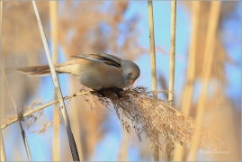 <p>SÝKOŘICE VOUSATÁ ((Panurus biarmicus) - jezero Milada ---- /Bearded reedling - Bartmeise)</p>