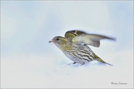 <p>ČÍŽEK LESNÍ (Carduelis spinus) ------- /Eurasian siskin - Erlenzeisig/</p>
