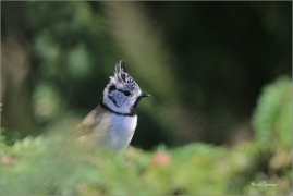 <p>SÝKORA PARUKÁŘKA - Šluknovsko - Harta (Lophophanes cristatus) ---- /Crested tit - Haubenmeise/</p>