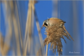 <p>SÝKOŘICE VOUSATÁ ((Panurus biarmicus) - jezero Milada ---- /Bearded reedling - Bartmeise)</p>