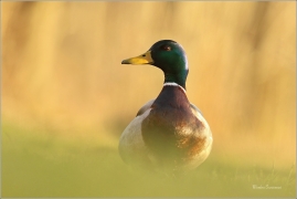 <p>KACHNA DIVOKÁ (Anas platyrhynchos) /Mallard - Stockente/</p>