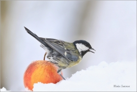 <p>SÝKORA KOŇADRA (Parus major) ------- /Great tit - Kohlmeise/</p>