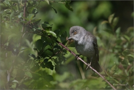 <p>PĚNICE VLAŠSKÁ (Sylvia nisoria)- Dolní Podluží /Berred warbler - Sperbergerasmücke/</p>