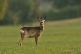 <p>SRNEC OBECNÝ (Capreolus capreolus) Šluknovsko - Království --- /European roe deer - Reh/</p>
