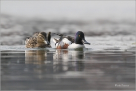 <p>LŽIČÁK PESTRÝ (Anas clypeata) střední Čechy - Hostivické rybníky ---- /Northern shoveler - Löffelente/</p>