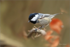 <p>SÝKORA UHELNÍČEK (Periparus ater) ---- /Coal tit - Tannenmeise/</p>