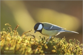 <p>SÝKORA KOŇADRA (Parus major) ------- /Great tit - Kohlmeise/</p>