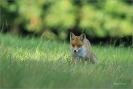 <p>LIŠKA OBECNÁ (Vulpes vulpes) Lužické hory - pod Studemcem ----- /Red fox - Rotfuchs/</p>