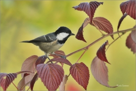 <p>SÝKORA UHELNÍČEK (Periparus ater) ---- /Coal tit - Tannenmeise/</p>