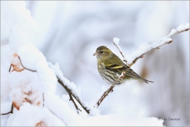 <p>ČÍŽEK LESNÍ (Carduelis spinus) ------- /Eurasian siskin - Erlenzeisig/</p>