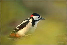 <p>STRAKAPOUD VELKÝ (Dendrocopos major) - /Great spotted woodpecker – Buntspecht/
</p>