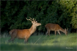 <p>JELEN LESNÍ (Cervus elaphus) Lužické hory --- / Red deer / Rothirsch</p>
