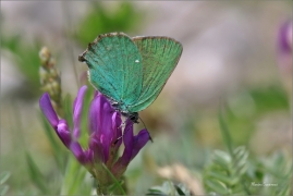<p>OSTRUHÁČEK OSTRUŽINOVÝ (Callophrys rubi) - dolní Rakousko --- /Green hairstreak - Grüner Zipfelfalter/</p>