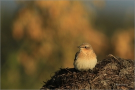 <p>BĚLOŘIT ŠEDÝ (Oenanthe oenanthe) Šluknovsko - Jiříkov ---- /Northern wheatear - Steinschmätzer/</p>
