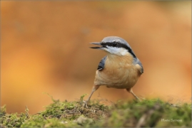 <p>BRHLÍK LESNÍ (Sitta europaea) ---- /Eurasian nuthatch - Kleiber/</p>