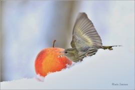 <p>ČÍŽEK LESNÍ (Carduelis spinus) ------- /Eurasian siskin - Erlenzeisig/</p>