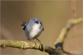 <p>MLYNAŘÍK DLOUHOOCASÝ (Aegithalos caudatus) Šluknov ---- /Long-tailed-tit - Schwanzmeise/</p>