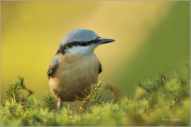 <p>BRHLÍK LESNÍ (Sitta europaea) ---- /Eurasian nuthatch - Kleiber/</p>