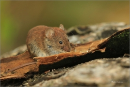 <p>NORNÍK RUDÝ (Clethrionomys glareolus) Šluknovsko-Jiříkov ---- /Bank vole – Rötelmaus/</p>
