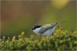 <p>SÝKORA BABKA ( Parus palustris) /Marsh tit - Sumpfmeise/</p>