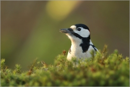 <p>STRAKAPOUD VELKÝ (Dendrocopos major) - /Great spotted woodpecker – Buntspecht/
</p>