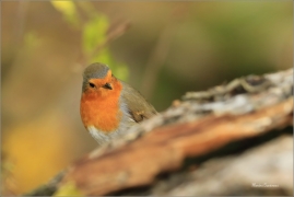 <p>ČERVENKA OBECNÁ (Erithacus rubecula) ------- /European robin - Rotkehlchen</p>